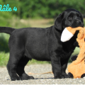 Chiot Labrador Lof