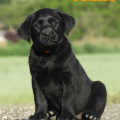 Chiot Labrador Lof