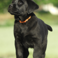 Chiot Labrador Lof