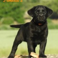 Chiot Labrador Lof