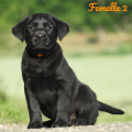 Chiot Labrador Lof