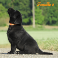 Chiot Labrador Lof