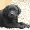 Chiot Labrador Lof