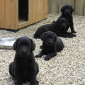 Chiot Labrador Lof