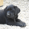 Chiot Labrador Lof