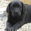 Chiot Labrador Lof