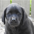 Chiot Labrador Lof