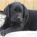 Chiot Labrador Lof