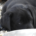 Chiot Labrador Lof