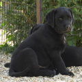 Chiot Labrador Lof