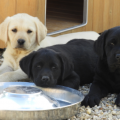 Chiot Labrador Lof