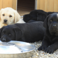Chiot Labrador Lof