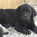 Chiot Labrador Lof