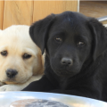 Chiot Labrador Lof