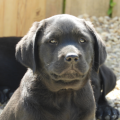 Chiot Labrador Lof