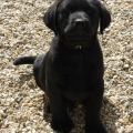 Chiot Labrador Lof