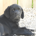 Chiot Labrador Lof