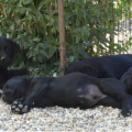 Chiot Labrador Lof