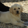 Chiot Labrador Lof