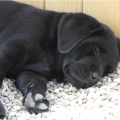 Chiot Labrador Lof