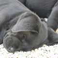 Chiot Labrador Lof