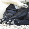 Chiot Labrador Lof