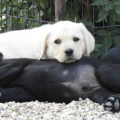 Chiot Labrador Lof