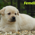 Chiot Labrador Lof