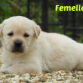 Chiot Labrador Lof