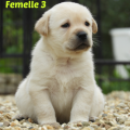 Chiot Labrador Lof