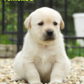 Chiot Labrador Lof