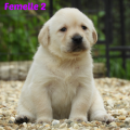 Chiot Labrador Lof