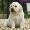 Chiot Labrador Lof