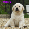 Chiot Labrador Lof