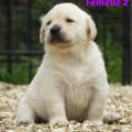 Chiot Labrador Lof