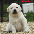 Chiot Labrador Lof