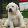 Chiot Labrador Lof