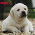 Chiot Labrador Lof