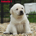 Chiot Labrador Lof