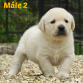 Chiot Labrador Lof