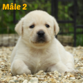 Chiot Labrador Lof