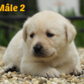 Chiot Labrador Lof
