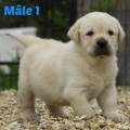 Chiot Labrador Lof