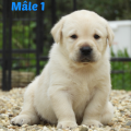 Chiot Labrador Lof