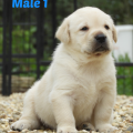 Chiot Labrador Lof
